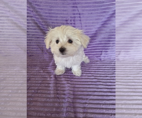 Medium Photo #5 Maltese Puppy For Sale in BEAR RIVER, WY, USA