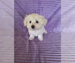 Small #4 Maltese