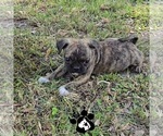 Image preview for Ad Listing. Nickname: Bugg Puppies
