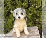 Small #3 Cockapoo