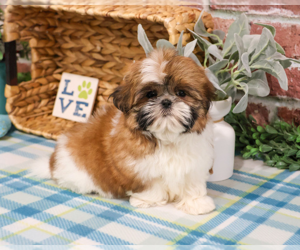 Medium Photo #7 Shih Tzu Puppy For Sale in SYRACUSE, IN, USA