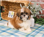 Small #6 Shih Tzu