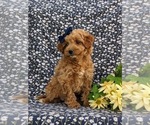 Small Photo #8 Miniature Labradoodle Puppy For Sale in KINZERS, PA, USA