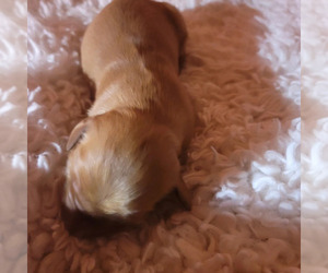 Golden Retriever Puppy for sale in SANTA ANA, CA, USA