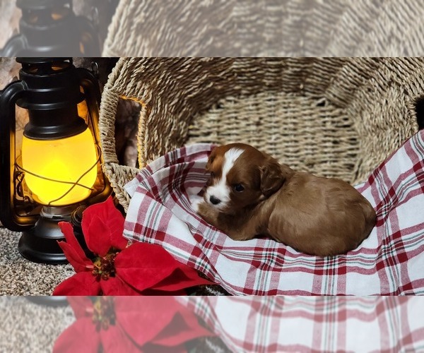 Medium Photo #3 Cavapoo (Miniature) Puppy For Sale in GREENWOOD, WI, USA