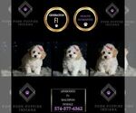 Puppy Aphrodite F1 Maltipoo