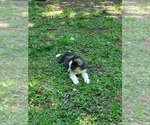 Small Photo #9 Border Collie-Siberian Husky Mix Puppy For Sale in GOOSE CREEK, SC, USA