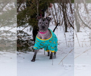 Staffordshire Bull Terrier-Unknown Mix Dogs for adoption in Princeton, MN, USA