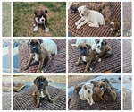 Image preview for Ad Listing. Nickname: Litter of 6