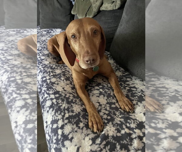 Medium Photo #1 Vizsla Puppy For Sale in Fort Worth, TX, USA