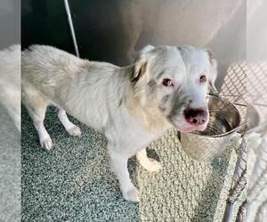 Labrador Retriever Dogs for adoption in Salisbury, NC, USA