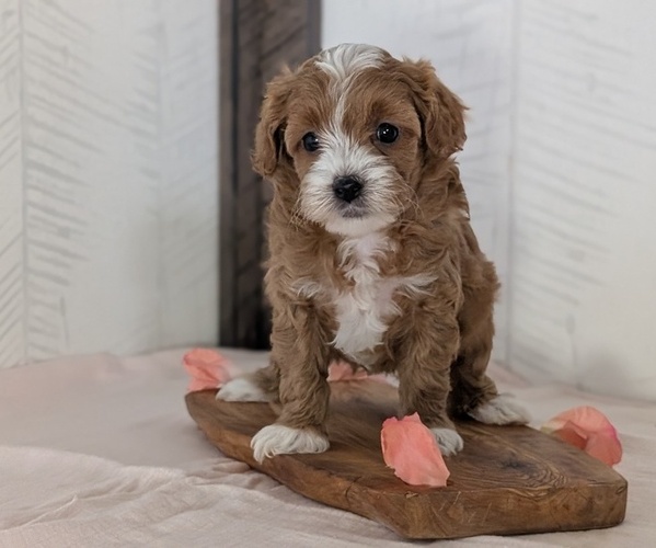 Medium Photo #8 Cavapoo (Miniature) Puppy For Sale in GOSHEN, IN, USA