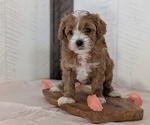 Small #7 Cavapoo (Miniature)