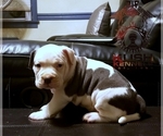 Small Photo #8 American Bully Puppy For Sale in YORK, PA, USA