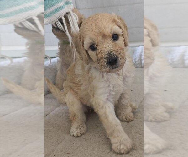 Medium Photo #25 Poodle (Standard) Puppy For Sale in WINCHESTER, TN, USA