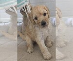 Small Photo #25 Poodle (Standard) Puppy For Sale in WINCHESTER, TN, USA