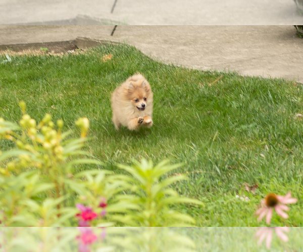 Medium Photo #4 Pomeranian Puppy For Sale in NAPPANEE, IN, USA