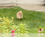 Small #3 Pomeranian