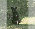 Small Labrador Retriever Mix