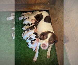 Mother of the Brittany puppies born on 05/11/2023