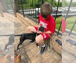Small #2 American Pit Bull Terrier-Labrador Retriever Mix