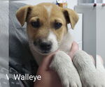 Small #6 Huskies -Jack Russell Terrier Mix