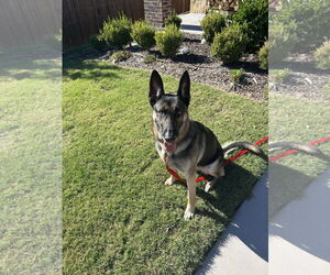 German Shepherd Dog-Unknown Mix Dogs for adoption in Rockwall, TX, USA