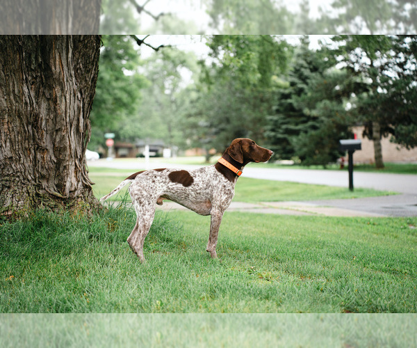 Medium Photo #1 German Shorthaired Pointer Puppy For Sale in SHELBY TOWNSHIP, MI, USA