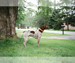 Small German Shorthaired Pointer
