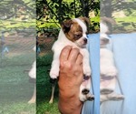 Small #3 Chihuahua