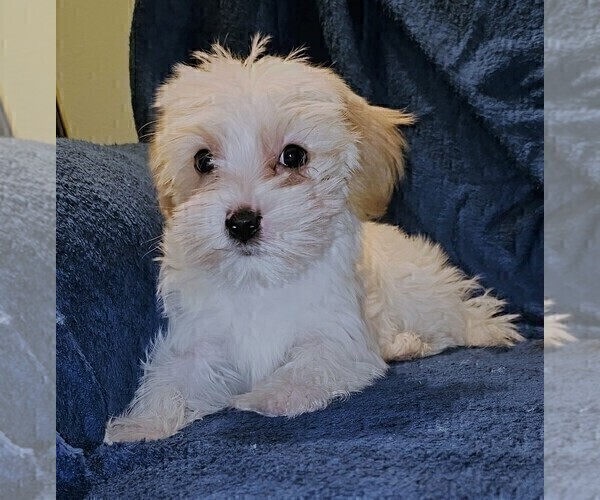 Medium Photo #26 Morkie Puppy For Sale in HOLLAND, MI, USA