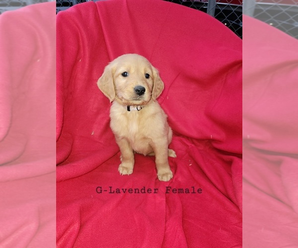 Medium Photo #5 Golden Retriever Puppy For Sale in HODGENVILLE, KY, USA