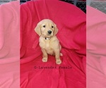 Small Photo #5 Golden Retriever Puppy For Sale in HODGENVILLE, KY, USA