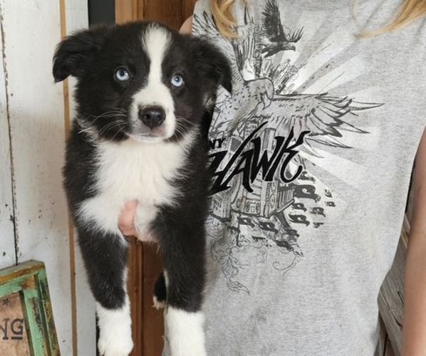 Medium Photo #1 Miniature Australian Shepherd Puppy For Sale in MILTON, WI, USA
