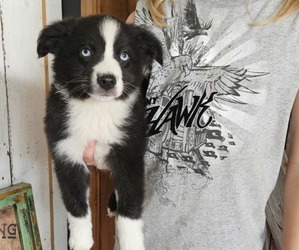Miniature Australian Shepherd Puppy for sale in MILTON, WI, USA