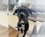 Small American Staffordshire Terrier Mix