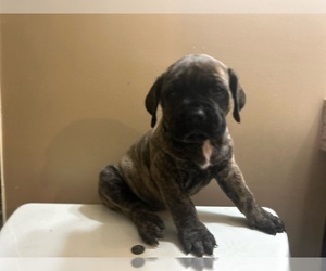Presa Canario Puppy for sale in CHARLES TOWN, WV, USA