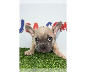 English Bulldog Puppy for sale in LIBERTY, TX, USA