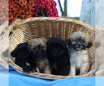 Small Photo #3 ShihPoo Puppy For Sale in HOLTWOOD, PA, USA