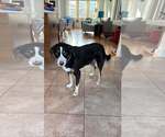Small Greater Swiss Mountain Dog Mix