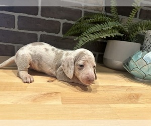 Dachshund Puppy for Sale in DELTA, Colorado USA