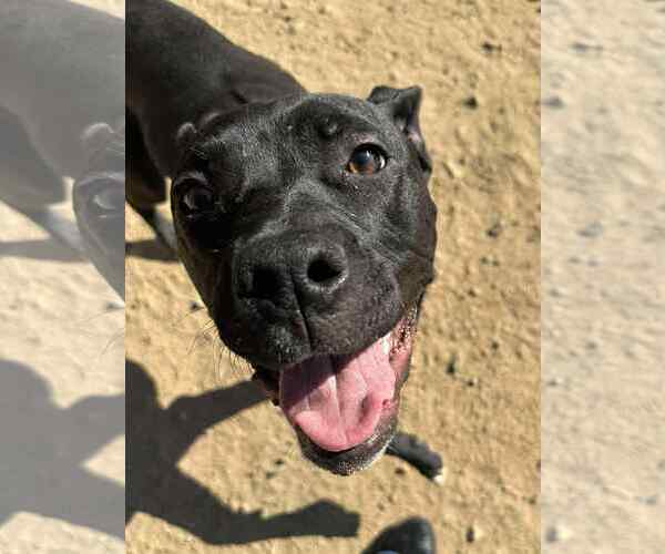 Medium Photo #3 American Pit Bull Terrier-Staffordshire Bull Terrier Mix Puppy For Sale in La Verne, CA, USA