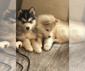 Alaskan Malamute Puppy for sale in MERIDIAN, ID, USA