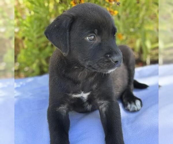 Medium Photo #3 Catahoula Leopard Dog-Labrador Retriever Mix Puppy For Sale in San Diego, CA, USA