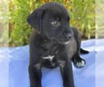 Small #2 Catahoula Leopard Dog-Labrador Retriever Mix