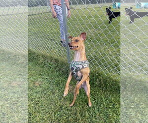 Gusto - Male Chihuahua-Unknown Mix Dog for Adoption - Photo #4