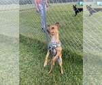 Small Photo #4 Chihuahua-Unknown Mix Puppy For Sale in NEWPORT NH, NH, USA