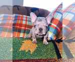 Puppy Puppy 4 French Bulldog