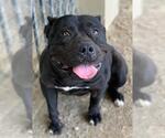 Small #1 American Pit Bull Terrier