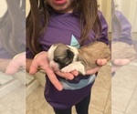 Small Photo #21 Lhasa Apso Puppy For Sale in GIBSONTON, FL, USA